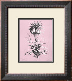 Buy Dussurgey Imperiale on Pink at AllPosters.com