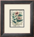 Buy Echinacea at AllPosters.com