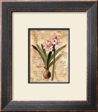Amaryllis