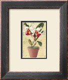 Potted Cattleya