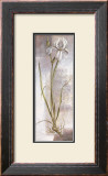 Buy Iris at AllPosters.com