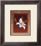 Tiger Lily