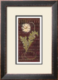 Buy African Daisy II at AllPosters.com