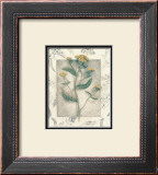 Yarrow