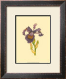 Buy Iris Bloom III at AllPosters.com