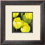 Buy Tulipanes Amarillos at AllPosters.com