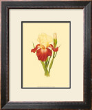 Buy Iris Bloom VIII at AllPosters.com