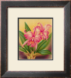 Buy Cattleya at AllPosters.com