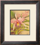 Buy Pink Cattleya at AllPosters.com