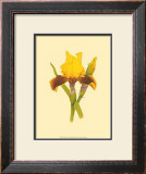 Buy Iris Bloom IV at AllPosters.com