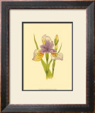 Iris Bloom VII