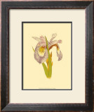 Buy Iris Bloom I at AllPosters.com