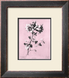 Buy Dussurgey Amaryllis on Pink at AllPosters.com