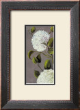 Hortensia Ideal I