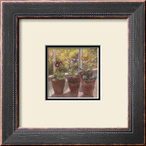 Buy Four Pots of Auriculas at AllPosters.com