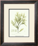 Buy Seaweed I at AllPosters.com