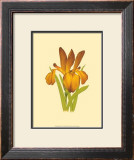 Buy Iris Bloom II at AllPosters.com
