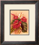 Buy Red and White Anthuriums at AllPosters.com
