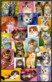 Buy Kittens at AllPosters.com