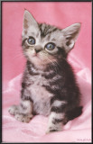 Buy Kitten at AllPosters.com