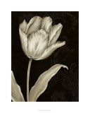 Buy Classical Tulip I at AllPosters.com