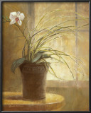 Orchid Simplicity