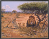 Buy Lion Familly at AllPosters.com