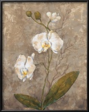 Buy White Harmony II at AllPosters.com