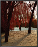 Buy Autumn Snow I at AllPosters.com
