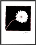 Buy Zinnia at AllPosters.com