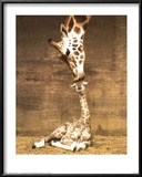 Giraffe, First Kiss