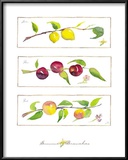 Buy Summer Branches at AllPosters.com