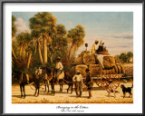Bringing in the Cotton