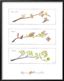 Buy Spring Branches at AllPosters.com
