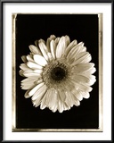Buy Dahlia at AllPosters.com