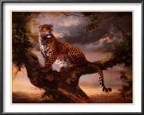 Leopard in Tree