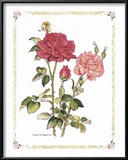 Buy Red Roses at AllPosters.com