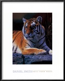 Buy Bengal Tiger at AllPosters.com