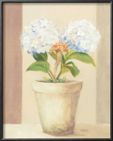 Buy Hydrangeas in White Pot at AllPosters.com