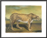 Buy Cheetah at AllPosters.com