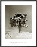 Buy Peira Cava, 1940 at AllPosters.com