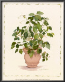 Buy Ivy in a Clay Pot at AllPosters.com