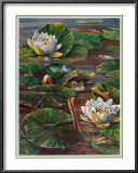 Frog in Lily Pond