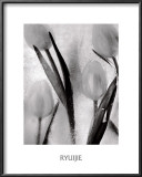 Buy Tulips on Ice at AllPosters.com