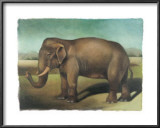 Buy Elephant at AllPosters.com