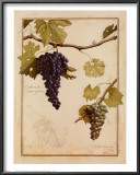 Buy Cabernet Sauvignon at AllPosters.com