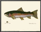 Buy Steelhead Trout at AllPosters.com