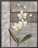 Buy Orchid Shimmer I at AllPosters.com