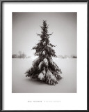 Buy Winter Spruce at AllPosters.com