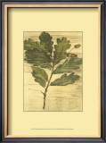 Weathered Oak Leaves II